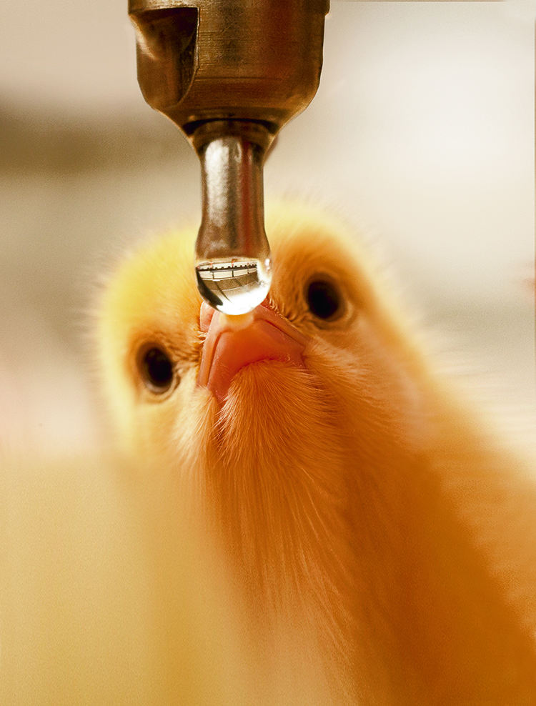 Drinking water is the perfect medium for supporting animal health with liquid feed supplements