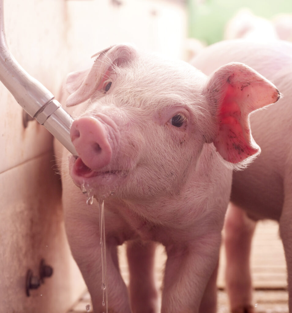 drinking water is the perfect medium to support animal health with liquid feed supplements