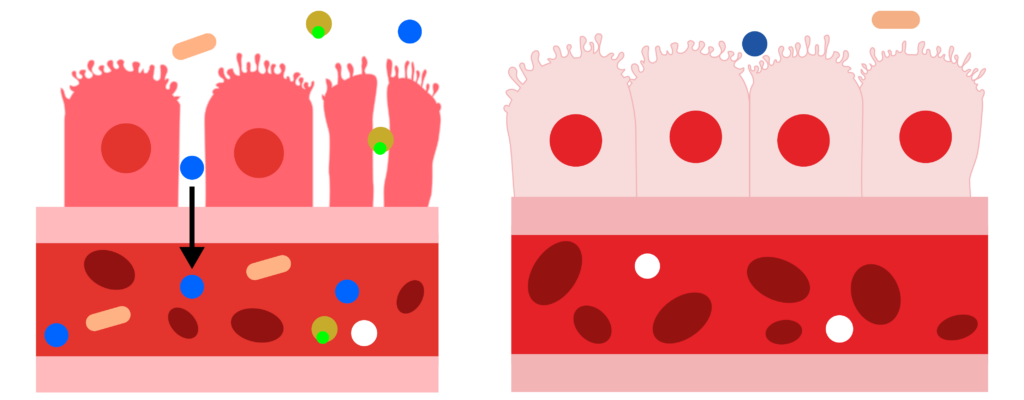 Unhealhty gut wall lets possible pathogens leak into the body, while a healthy gut wall forms a strong defense